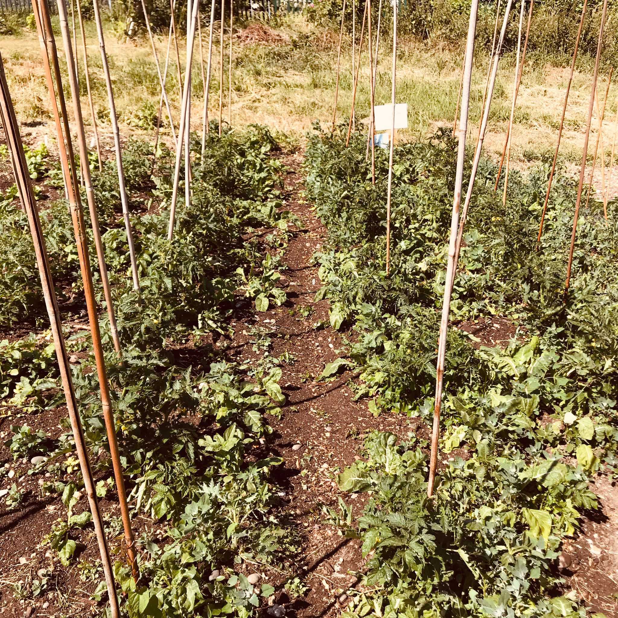 Growing our own food in allotments with Knowledge and Practice